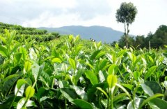 茶園氣象環(huán)境監(jiān)測系統防御氣象災害