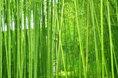 植物株高要如何測(cè)量？